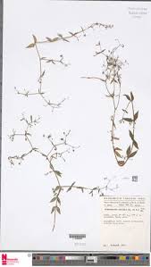 Image result for Oldenlandia affinis