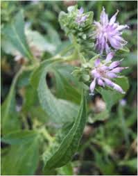 Image result for Vernonia anthelmintica
