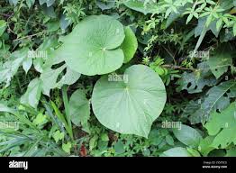 Image result for Piper umbellatum
