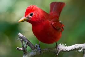 Very Small Birds Of South Africa Pictures Of The Reddest Birds Worldwide South African Birds Red Birds Red Angry Bird