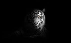 Check out our free download or super fast premium options. Download 720x1280 Wallpaper Mighty King Lion Fur Muzzle Samsung Galaxy Mini S3 S5 Neo Alpha Sony Xperia Compact Z1 Dark Wallpaper White Tiger Hd Images