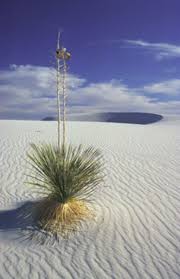 Choose your favorite white sands national monument designs and purchase them as wall art, home decor, phone. White Sands National Monument Wikitravel