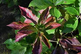 アジサイ 紫陽花 庭木図鑑 植木ペディア