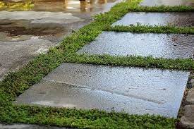 Can stand light traffic and is good to plant between pavers.not very much. Pin By Gracie Saylor On Gardening Plants Deck Garden Ground Cover Plants Creeping Thyme