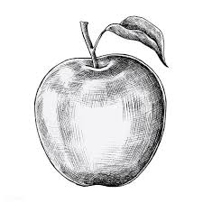 Nah, selanjutnya anda bisa buat bayangan bulatan apel, dengan garis setengah lingkaran, setelah itu buat tangkai sekaligus. 21 Sketsa Gambar Apel Lengkap Mudah 3d Beserta Manfaatnya