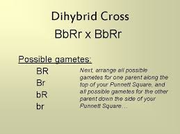 What are the phenotypes (descriptions) of rabbits that have the following. Heredity And Genetics Part Two Dihybrid Crosses Review