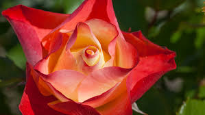 Una delle rose meilland più famose è certamente la rosa peace, dedicata alla moglie di antonie. Origami Meimozahiq Meilland International