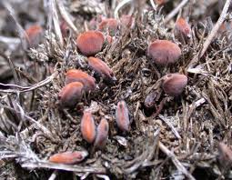 Image result for Marsilea villifolia