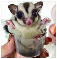 Young Sugar Glider Sugar Glider Sugar Glider Pet Sugar Glider Baby