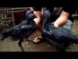 Ayam Cemani Cemara