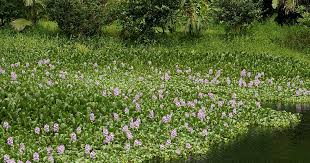 We did not find results for: Earth And Space News Americanized Water Hyacinth Gardens Aquaria Confined Ponds Or Pools