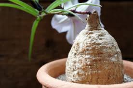 Image result for Ipomoea welwitschii