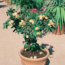 Epingle Sur Petits Arbres Fruitiers