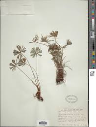 Image result for Actiniopteris radiata