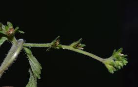 Image result for Veronica javanica