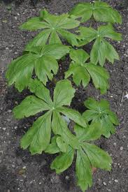 Image result for Podophyllum  peltatum