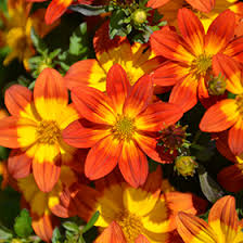 Image result for Bidens baumii