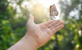 Butterfly Meaning And Symbolism In Love Life And Bible