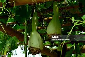 Image result for Lagenaria