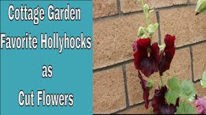 This plant is very popular because it has a variety of attractive colors, such as blue, pink, purple, red, white, yellow and even black. Pros Cons Of Growing Hollyhocks For Cut Flowers Year Round Cutting Garden Ep 57 Youtube