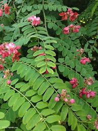 Image result for Cassia burttii