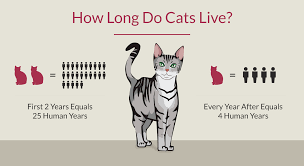 How Long Do Cats Live Aspen Grove Veterinary Clinic Fort Collins