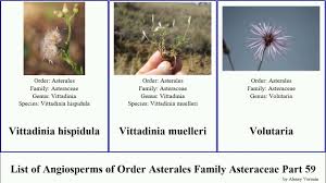 Image result for Vellereophyton dealbatum