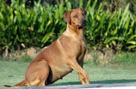 Knowing this would help breeders inform new and experienced dog. The Average Length Of A Dog S Pregnancy Lovetoknow