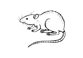 Show your kids a fun way to learn the abcs with alphabet printables they can color. Coloring Page Rat Free Printable Coloring Pages Img 10437
