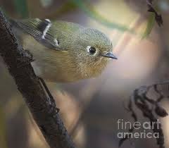 Ruby Adult Pull-Over Hoodie by Jami Bollschweiler