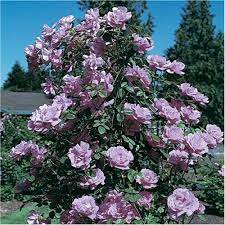 Climbing Rose Thornless Climbing Rose Blue Moon Climbing Rose Climbing Climbing Roses Thornless Climbing Roses Hybrid Tea Roses