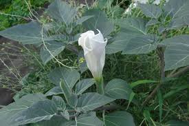 Per craig harris di ign, invece, come ogni generazione anche la terza porta con sé design interessanti e altri meno riusciti, così che in fondo tutto dipende dai gusti dei. Datura Nel Giardino Di Rosita