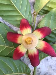 Image result for Uvaria afra