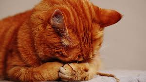 Kedi Aids Hastaligi Fiv Veryansintv