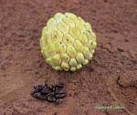 Image result for Amblygonocarpus