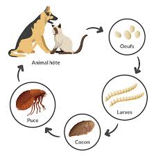 Appliquez cette solution directement sur le pelage de votre chien ou chat en frottant bien pour que le mélange pénètre. Comment Se Debarrasser Des Puces Chez Le Chat Et Le Chien