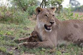 A Lioness Captures A Baby Baboon And Does The Last Thing You D Expect Baby Animals Funny Baboon Baby Animals