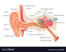 Human Ear Anatomy Ears Inner Structure Organ Of
