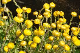 Image result for Helichrysum aureum