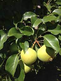 Bud splicing is used to propagate trees with known qualities. Grafting Fruit Trees Cleft Grafting Shield Budding And Top Working Tree And Ladder