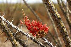 Organ pipe cactus national monument is a u.s. Pin On Us National Parks