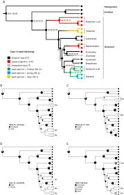 Image result for Geranium aculeolatum