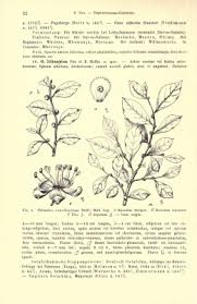 Image result for Suregada