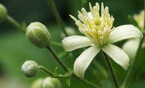 We did not find results for: Fleur De Bach No 9 Clematis Clematite Ekinesia