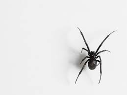 The black widow spider is a large widow spider found throughout the world and commonly associated with urban habitats or agricultural areas. What S A Funnel Web Spider And What Are The Most Dangerous Spiders In The World All You Need To Know