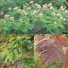 Image result for Albizia petersiana
