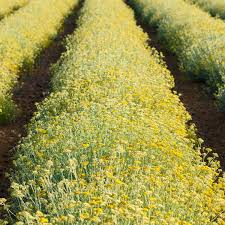 Image result for Helichrysum