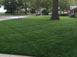 Fescue is usually fertilized in september or october, january or february, and in april or may. A Homeowner Step By Step Tall Fescue And Kentucky Bluegrass Lawn Guide K State Turf And Landscape Blog