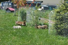 Kaninchen gehören heutzutage zu den beliebtesten haustieren. Gartenfreilauf