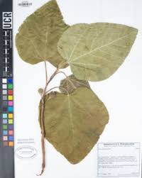 Image result for Ficus oreodryadum